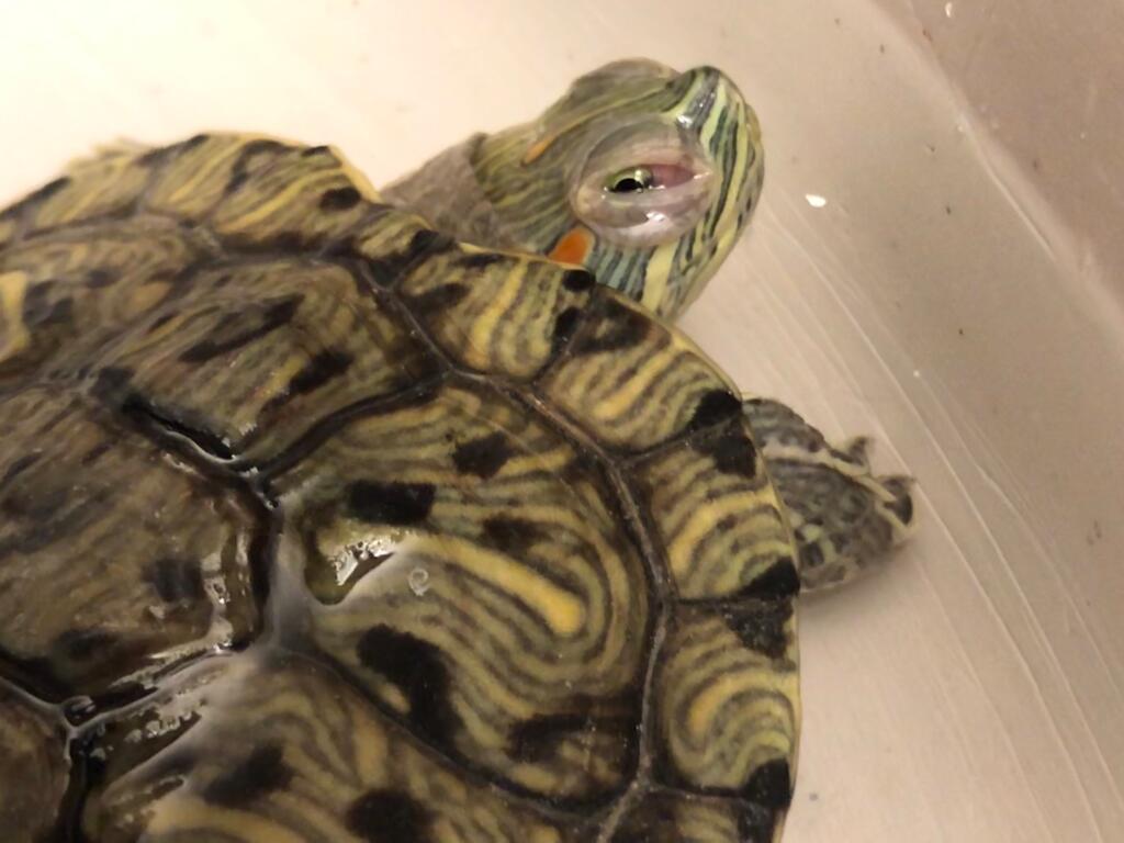 turtles eyes swollen
