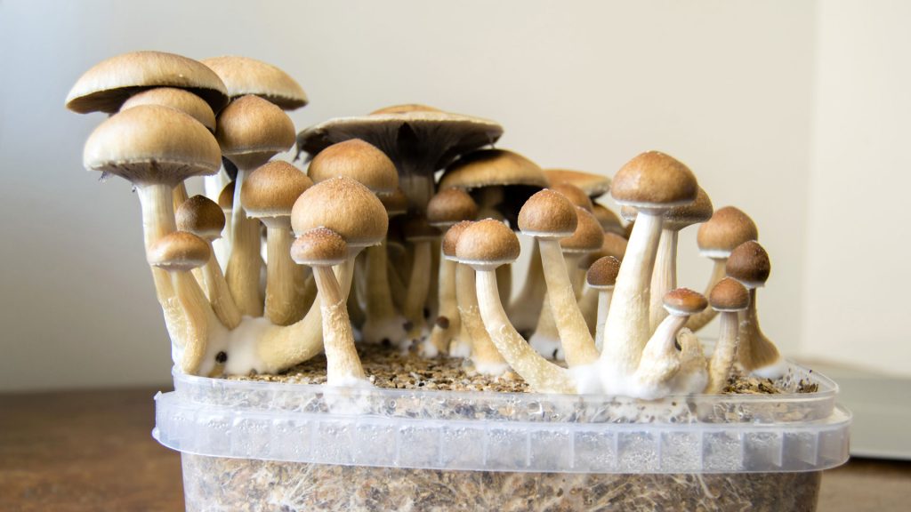 mushrooms online 